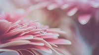 Water drops on pink Gerbera