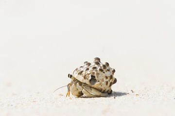 Beach life sur Anna Maria Smelt