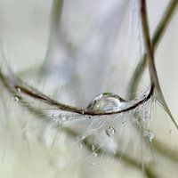 Wild vine