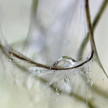 Wilde wingerd van Marlies Prieckaerts