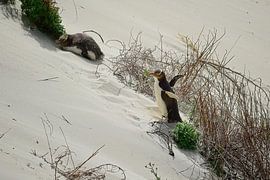 A yellow-eyed penguin flapping its wings by Frank's Awesome Travels