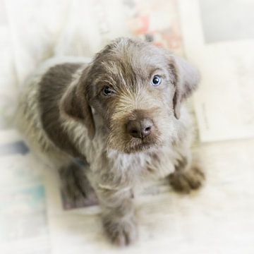 Pup op krant van Mogi Hondenfotografie