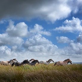 Galloperende wilde paarden in lang gras in Ierland. van Albert Brunsting