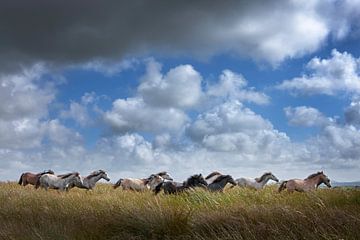 Galloperende wilde paarden in lang gras in Ierland. van Albert Brunsting