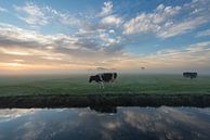 Vaches dans le brouillard par Raoul Baart Aperçu