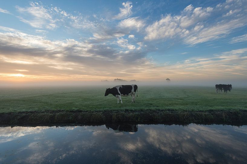 Koeien in de mist van Raoul Baart