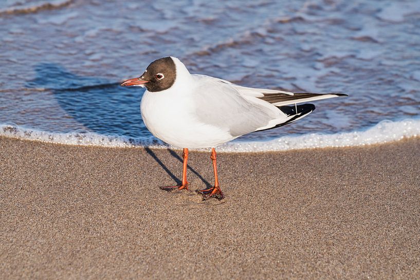 Lachmöwe am Strand von Gunter Kirsch