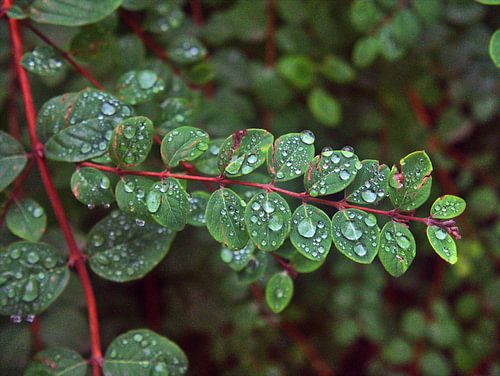 na de regen