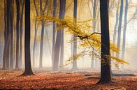 Gele herfst blaadjes in mistig bos van Rob Visser thumbnail