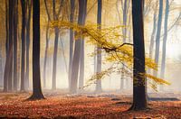 Feuilles d'automne jaune dans la forêt brumeuse
