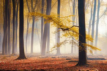 Yellow autumn leaves in foggy forest by Rob Visser