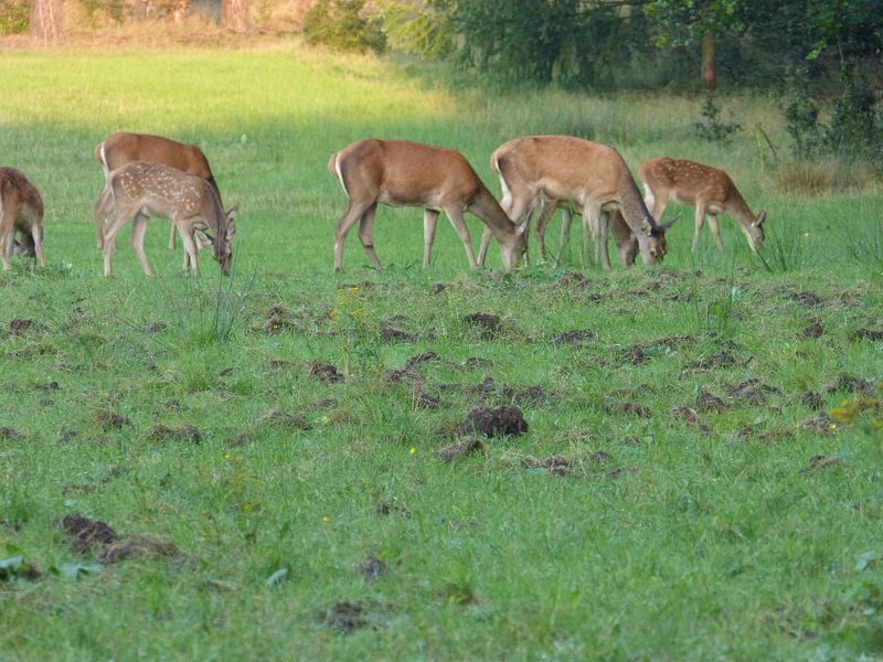 Herten, Zwijnen von Gijs van Veldhuizen