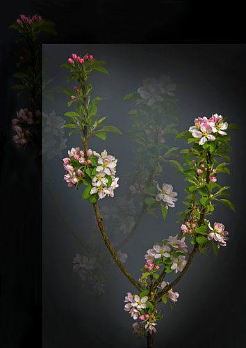 Apfelblüte von Fred Teepe