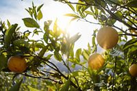 Lemon grove Spain, Bolulla
