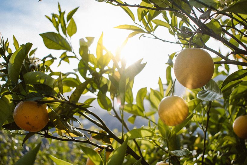 Citronneraie Espagne, Bolulla par Hannah Hoek