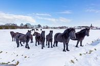 Herde schwarze Friesen im Winter Schnee von Ben Schonewille Miniaturansicht