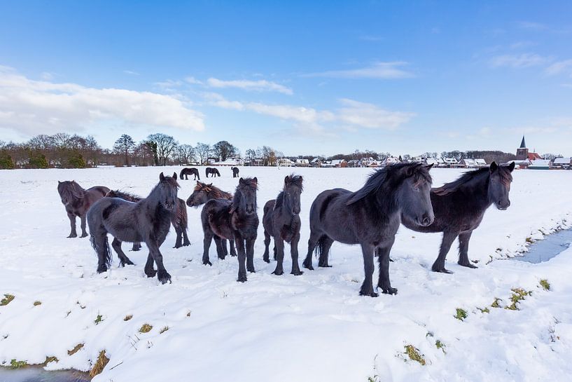 Herd of black friesian horses in winter snow  by Ben Schonewille