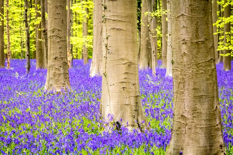 bluebells (Hallerbos, Belgium) by Dennis Wardenburg