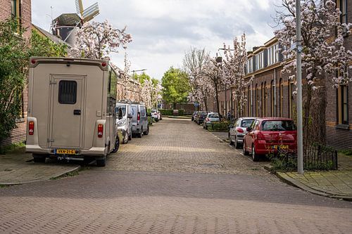 Frühlingsblüte in der Warmoesstraat