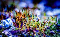 ruig haarmos macro
