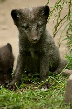 Young snow fox sur Renate Peppenster