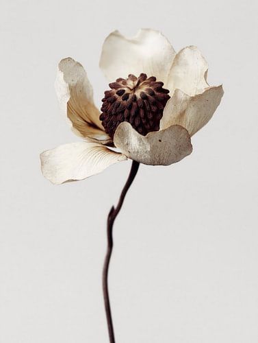 Getrocknete Blüte von Cats & Dotz