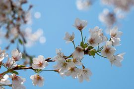 Lente Bloesem van Sabrina Geerling