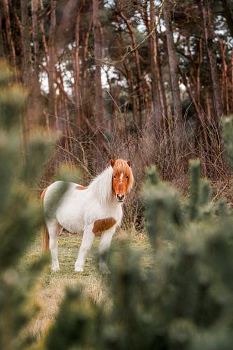 Paard In het Hart van het Bos in een Rustige Natuuromgeving