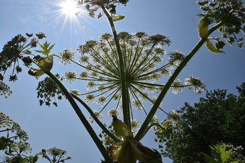 Zonlicht tussen reuzen