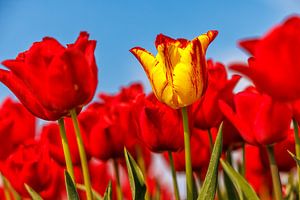 Seeländische Tulpen auf Goeree-Overflakkee von Rob van der Teen