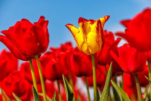 Zeeuwse tulpen op Goeree-Overflakkee