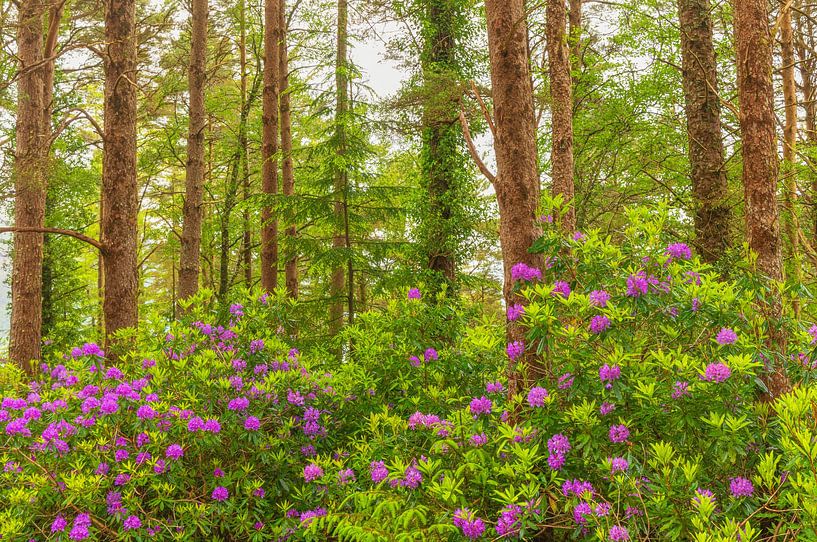Rhododendrons - Killarney (Ierland) van Marcel Kerdijk