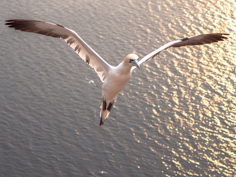 flying gannet by Henri van Rheenen