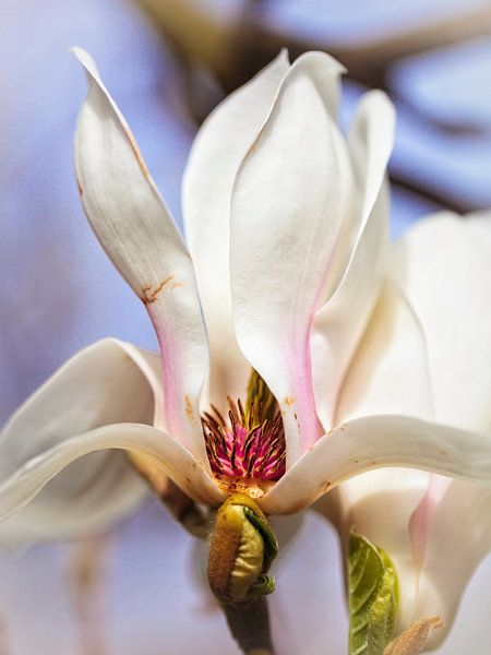Magnolia by Rob Boon