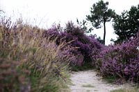 A path through the heath