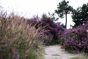 Een paadje door de heide heen