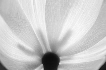 Black and white photo of a translucent white tulip by Jefra Creations