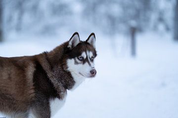 Siberische husky in de sneeuw in Fins Lapland. van Cynthia Rijnsburger Fotografie