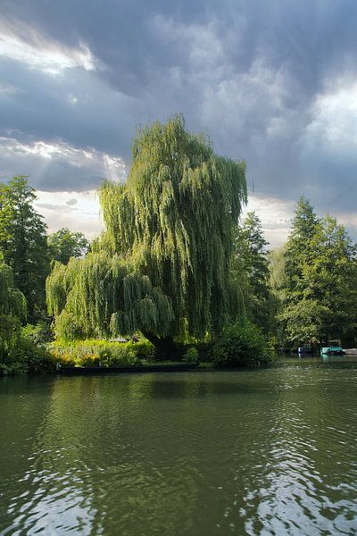 Weeping willow on the riverbank under a dramatic sky in an idyllic natural setting by Martin Köbsch