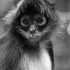 Portret van slingeraap in zwart wit van Astrid Brouwers