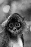 Portrait of spider monkey in black and white