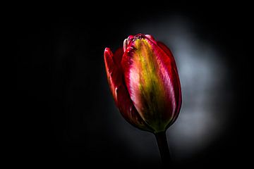 Tulp in bloei donkere achtergrond van Erwin Floor