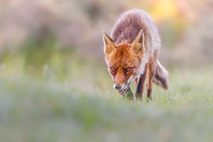 Le renard à la chasse