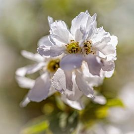 Blossom white Pearl Bush by Rob Boon