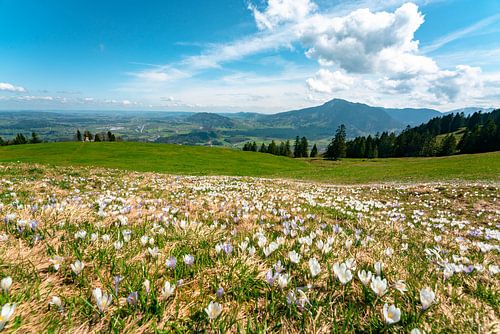 Bloemrijk uitzicht op de Grünten vanaf de middag