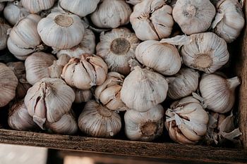 fresh garlic