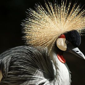 Bird von Paul Hinskens