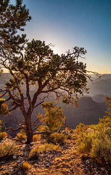 GRAND CANYON Hopi Point Evening Impression by Melanie Viola