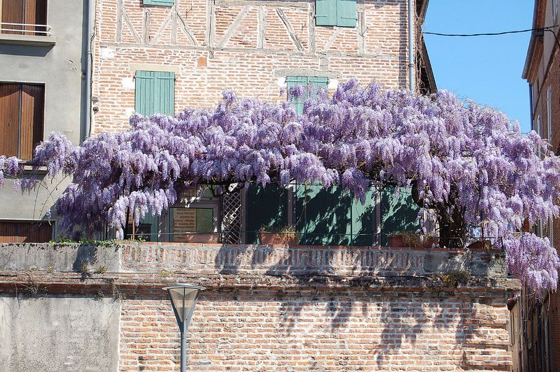 The charm of wisteria on Gers facades by Frank Photos