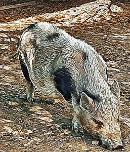 Schwarzgeflecktes Schwein
